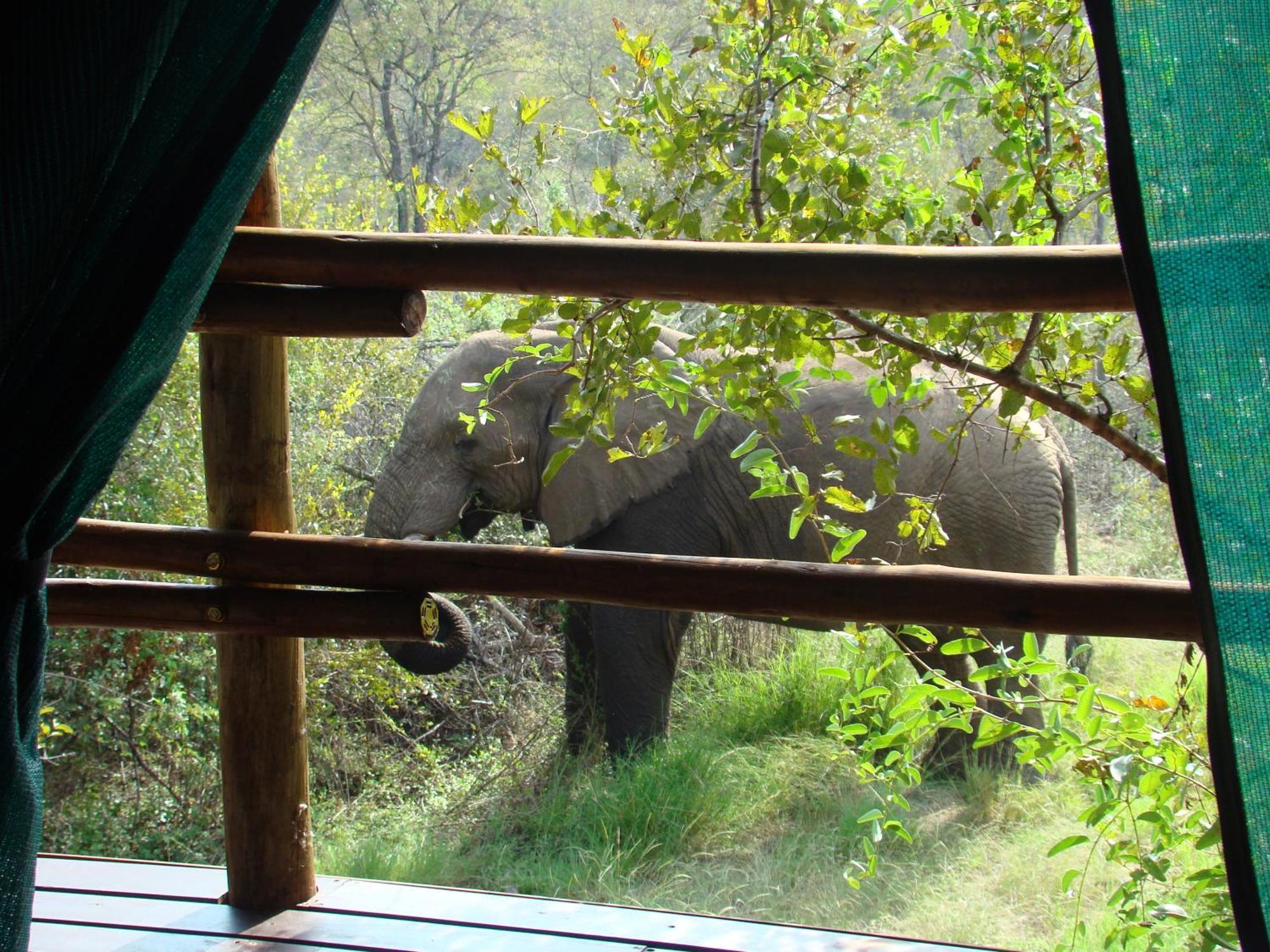 Muweti Bush Lodge Grietjie Game Reserve Room photo